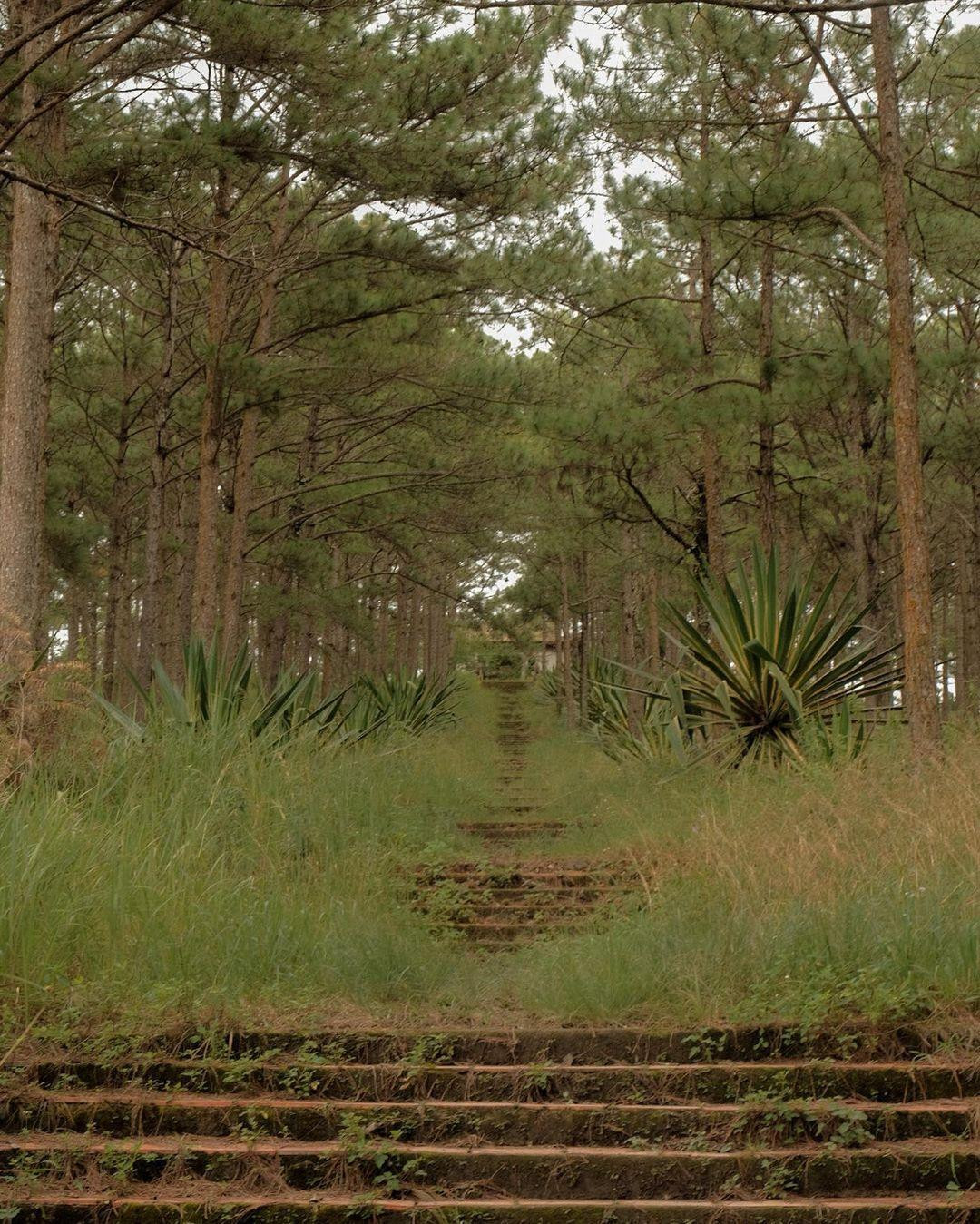 Ít ai biết Đà Lạt có lăng mộ hoàng thân triều Nguyễn ẩn giữa rừng thông siêu đẹp - 4