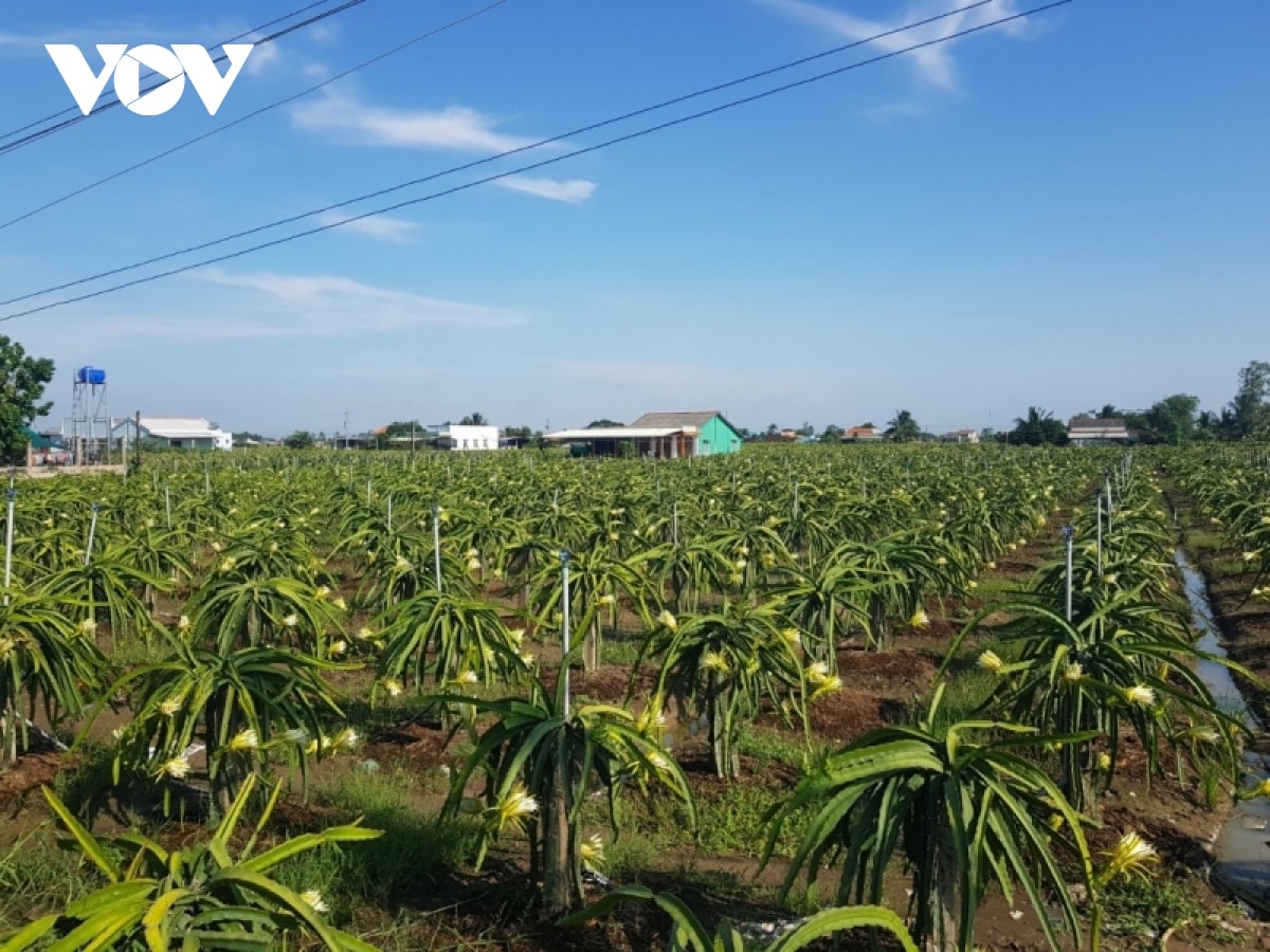 thanh long tăng giá trở lại, nhà vườn ngưng phá bỏ vườn cây hình ảnh 1 thanh long tang gia tro lai, nha vuon ngung pha bo vuon cay hinh anh 1