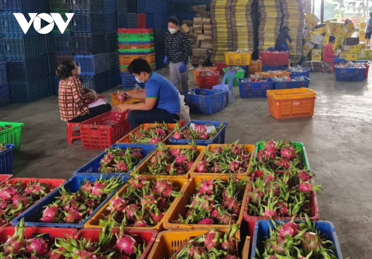 thanh long tăng giá trở lại, nhà vườn ngưng phá bỏ vườn cây hình ảnh 2 thanh long tang gia tro lai, nha vuon ngung pha bo vuon cay hinh anh 2