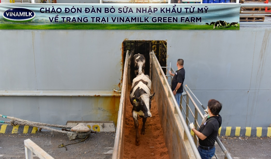 Hệ thống trang trại Vinamilk Green Farm đón thêm 1.550 bò sữa nhập khẩu từ Mỹ - 1