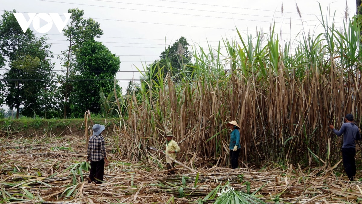 mia duong van kho phuc hoi boi duong nhap khau gia tang hinh anh 1