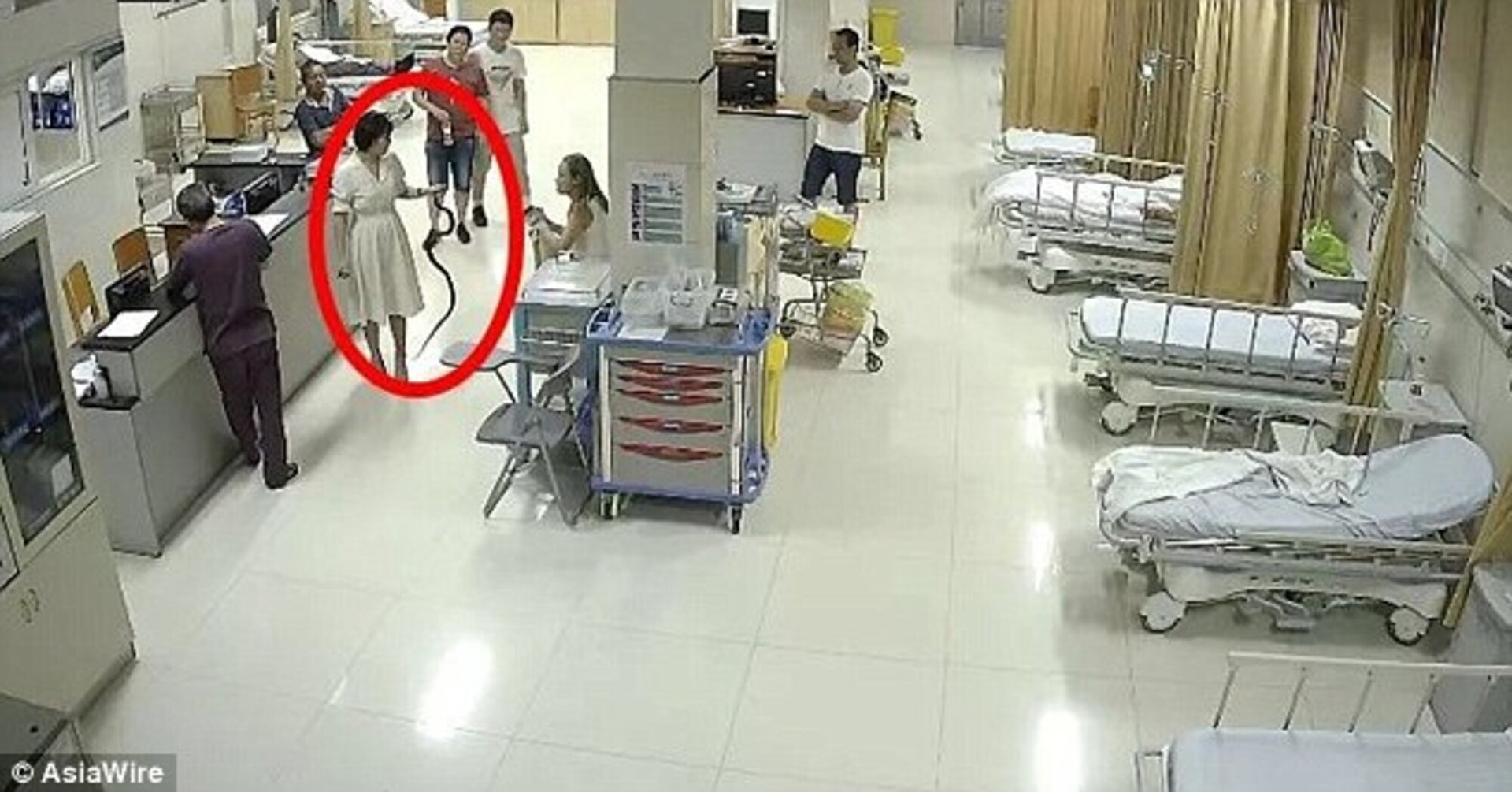 Xanh mặt chứng kiến cô gái điềm tĩnh cầm rắn sống bước vào phòng cấp cứu - 1