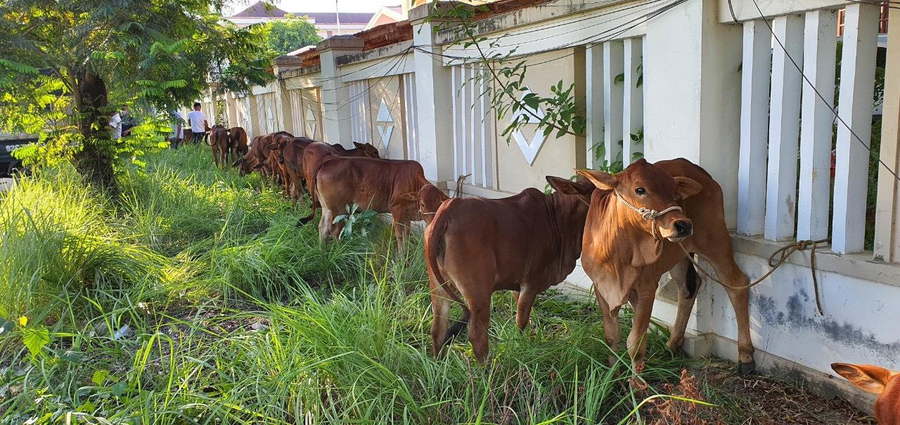 Trao tặng bò giống cho hộ nghèo ở Đà Nẵng - 2