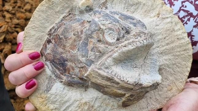 Phát hiện hóa thạch cá kỷ Jura hoàn hảo hàng trăm triệu năm - 1