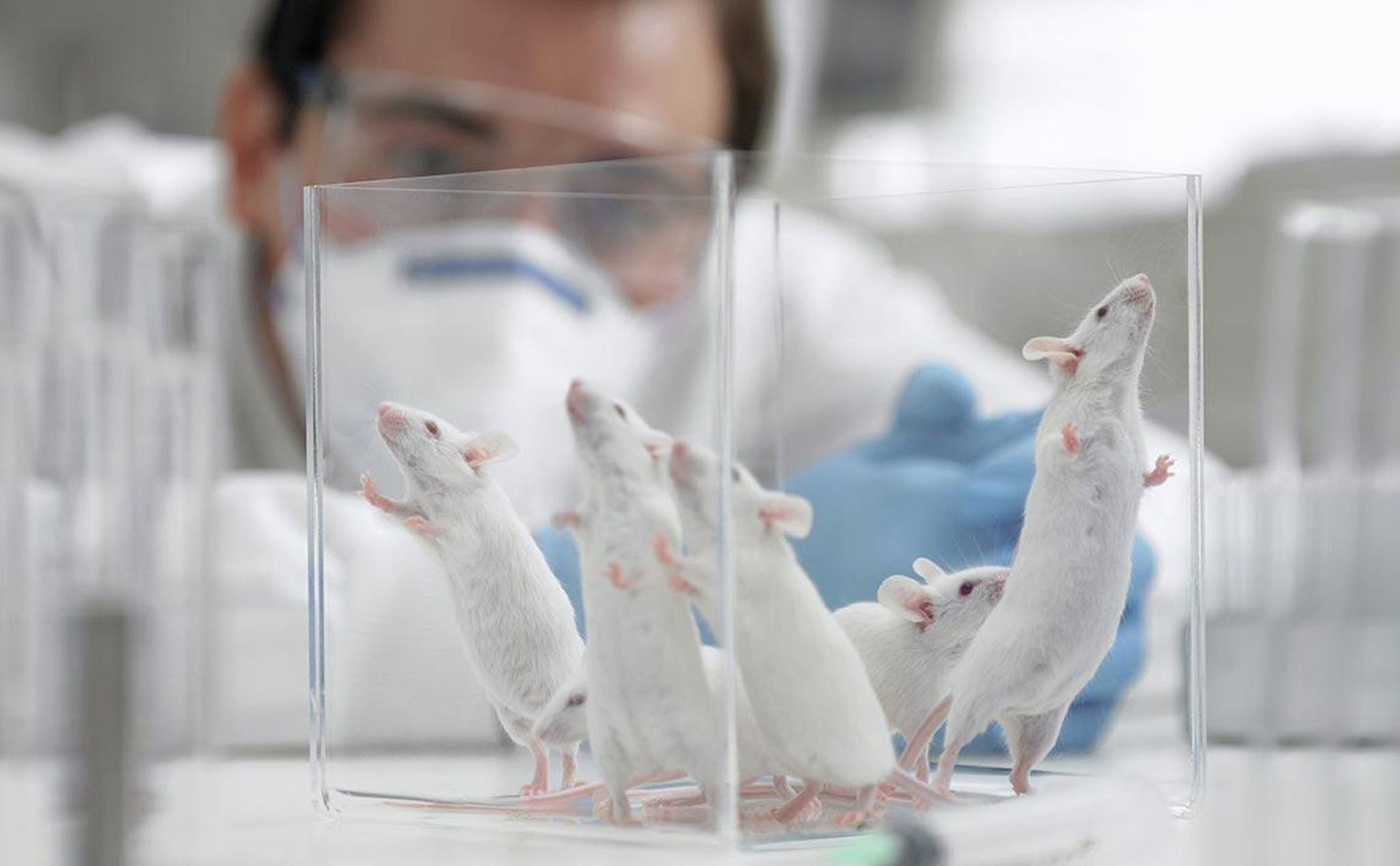 Phát hiện loại 'gene nhảy' ở chuột có thể giúp con người điều trị bệnh nan y - 1