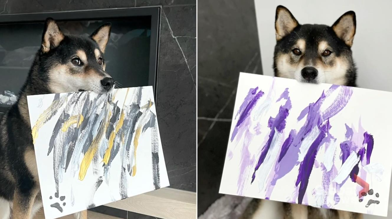 Chú chó có tài vẽ tranh được khắp thế giới đặt mua, giúp chủ kiếm hơn 400 triệu - 3