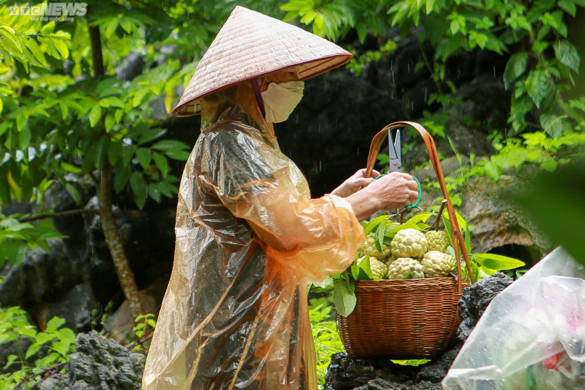 Ảnh: Nông dân Lạng Sơn tất bật thu hoạch na Chi Lăng - 5