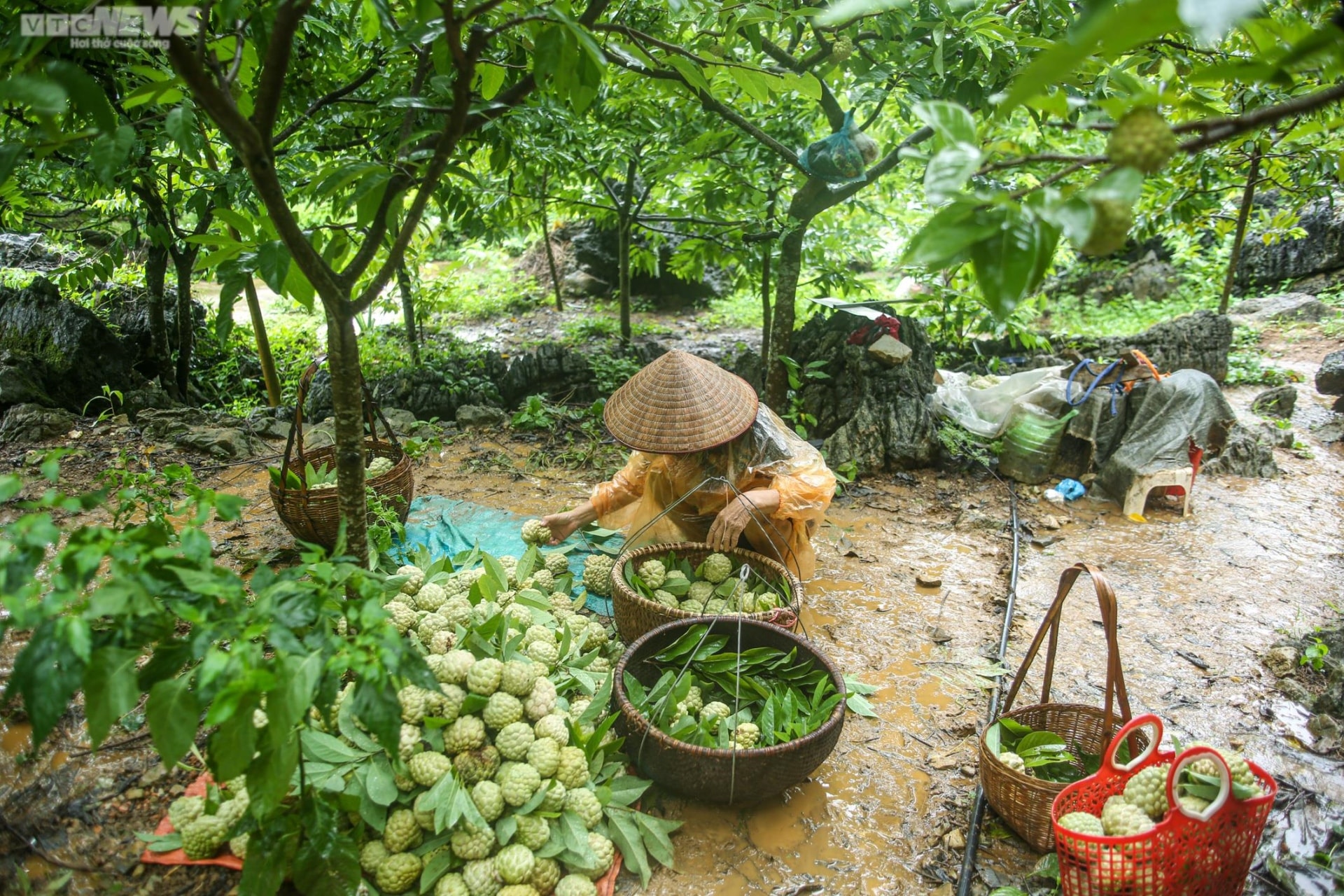 Ảnh: Nông dân Lạng Sơn tất bật thu hoạch na Chi Lăng - 3