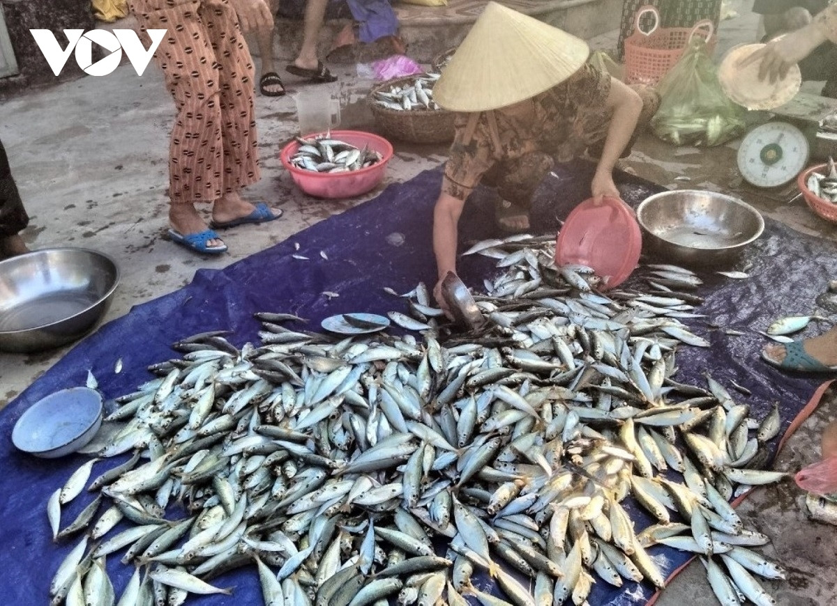 Ngư dân vùng bãi ngang Quảng Bình trúng cá cơm - 4