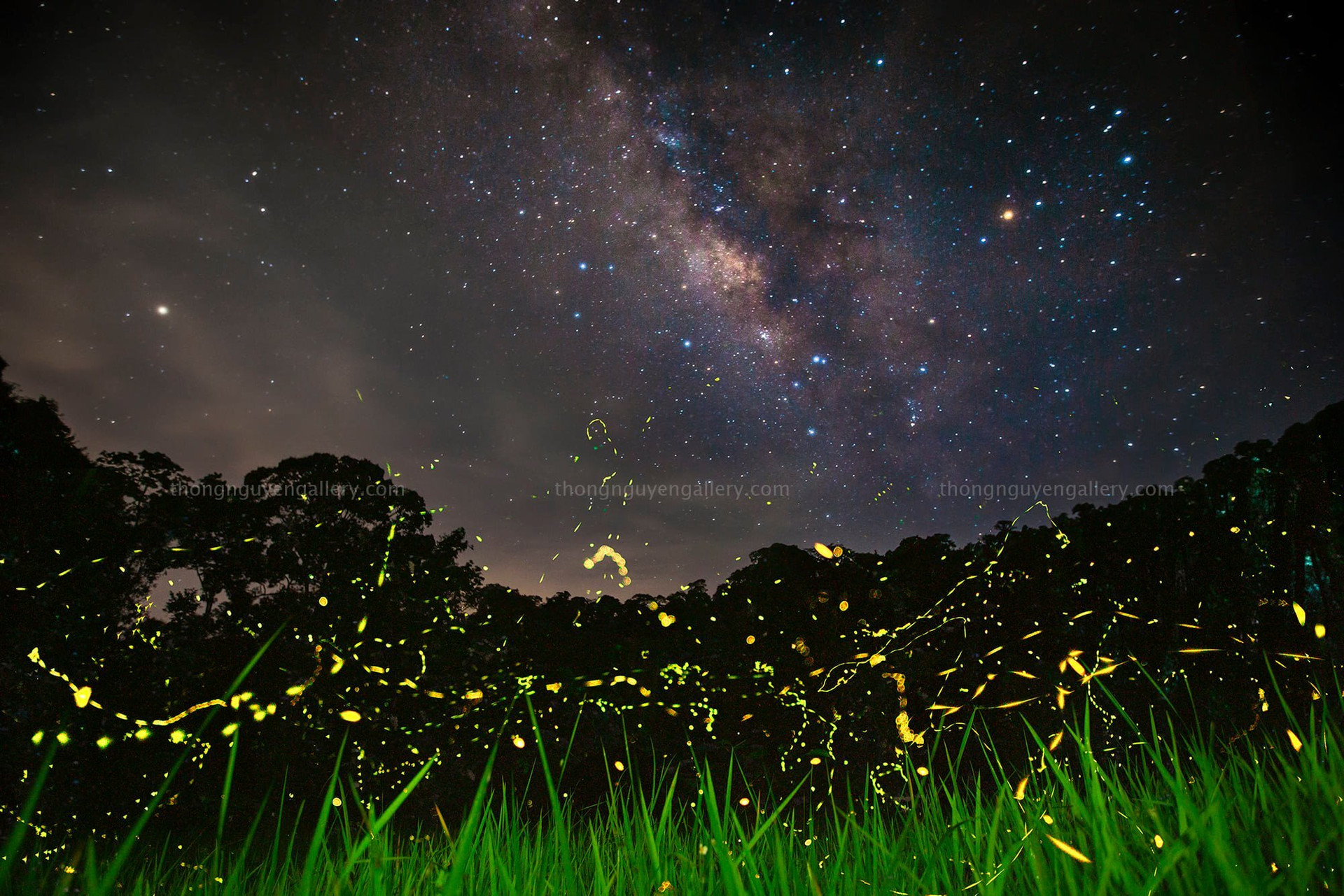 Vườn quốc gia Cúc Phương hóa ‘xứ thần tiên’ khi đêm về bởi vũ điệu của đom đóm - 5