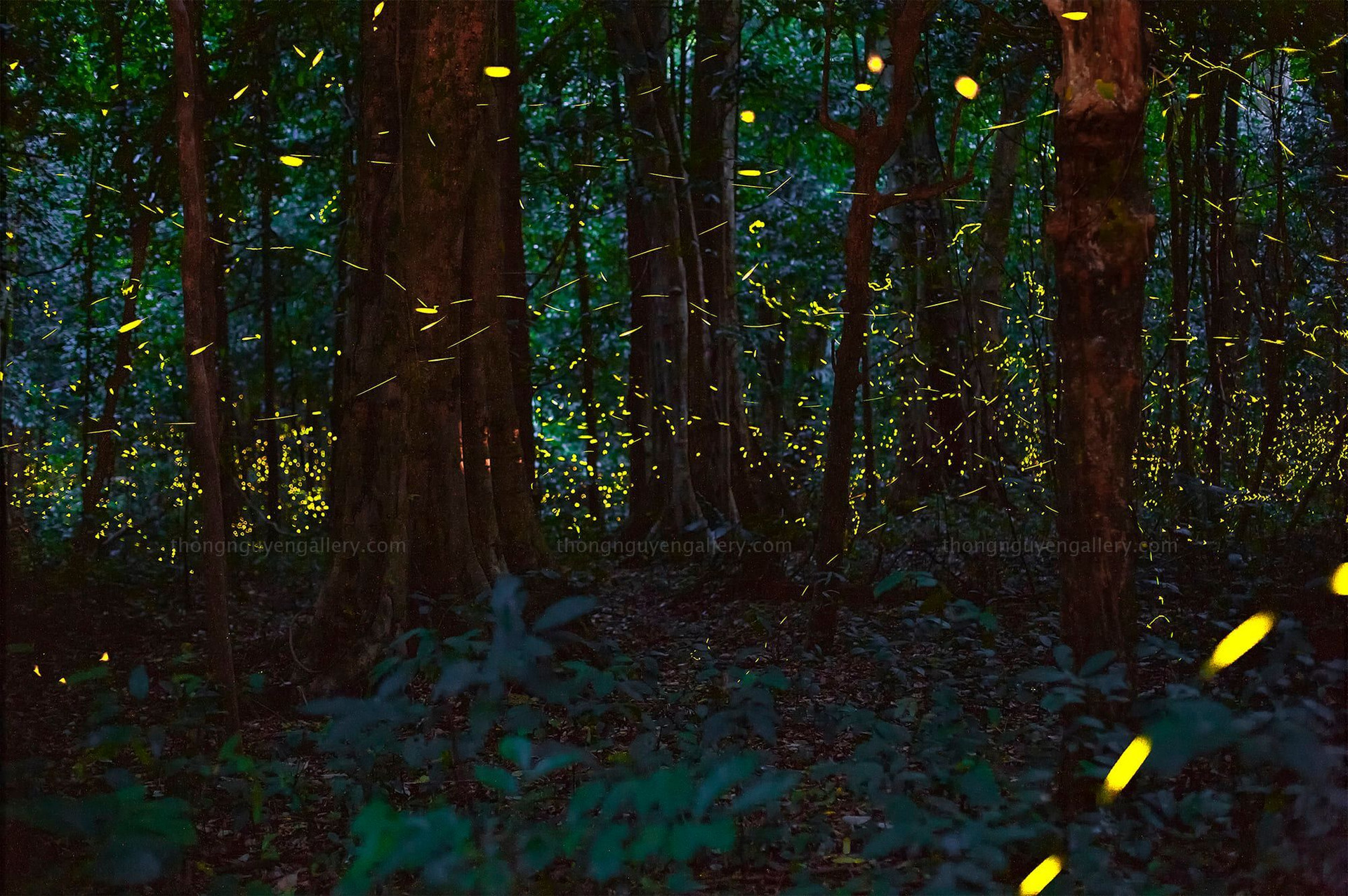 Vườn quốc gia Cúc Phương hóa ‘xứ thần tiên’ khi đêm về bởi vũ điệu của đom đóm - 4