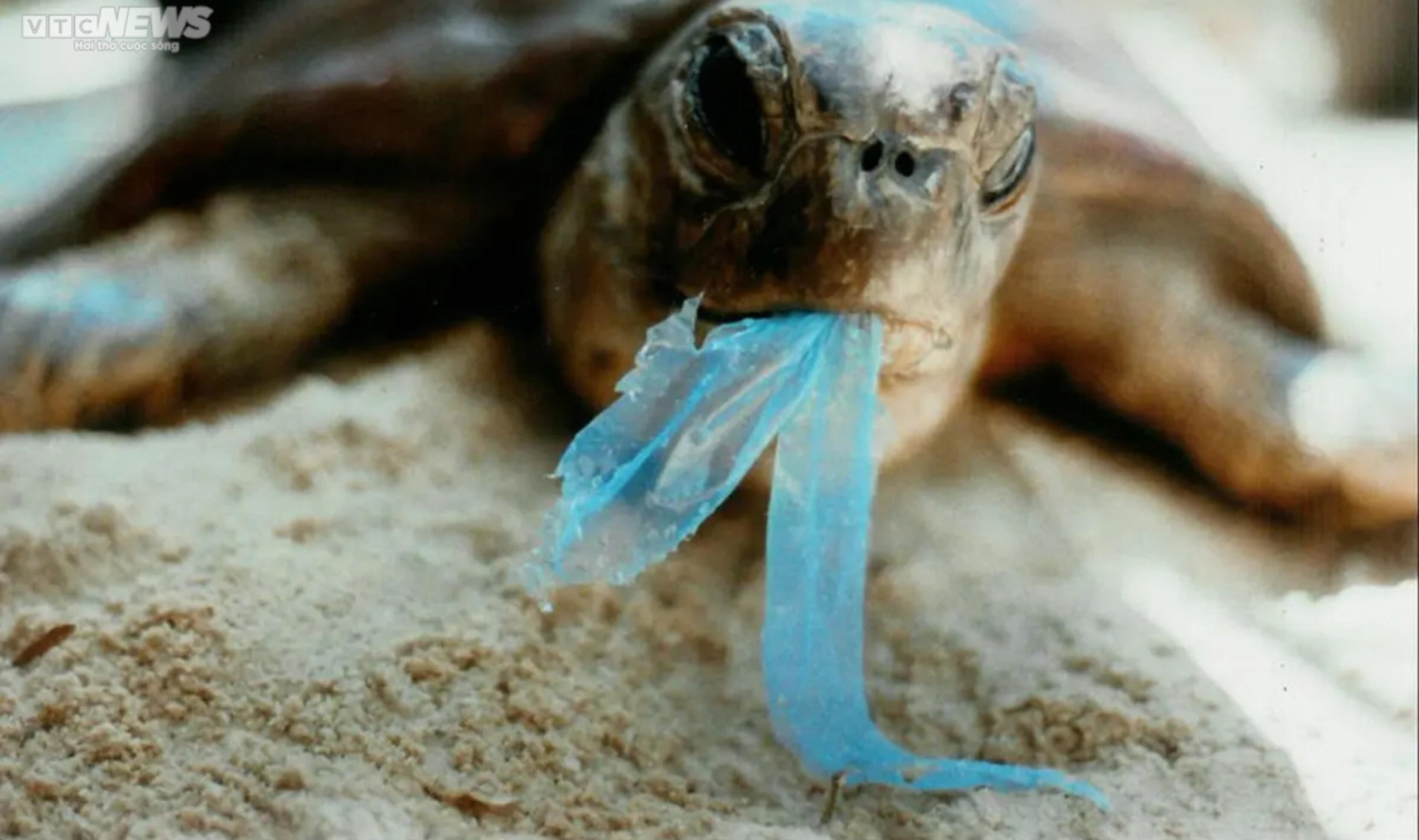 Rác thải nhựa - nỗi ám ảnh của sinh vật biển - 1