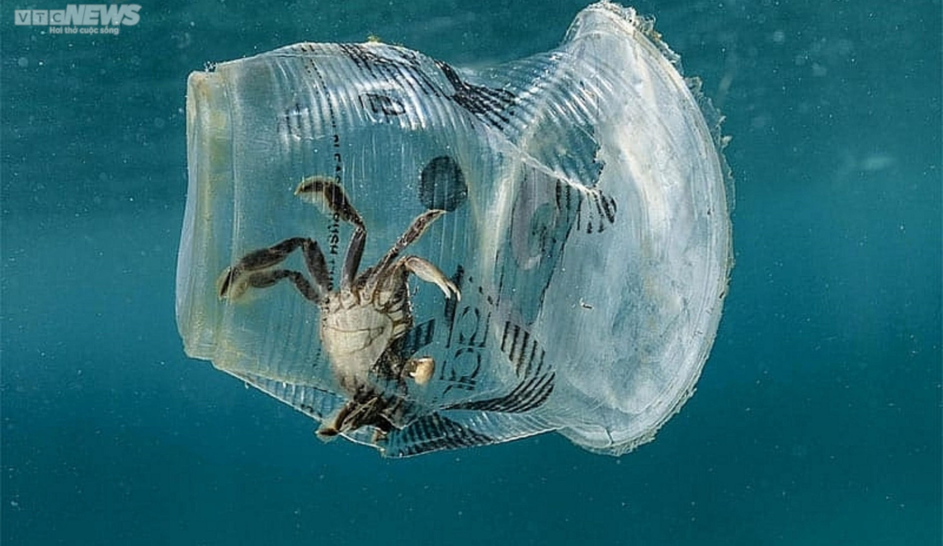 Rác thải nhựa - nỗi ám ảnh của sinh vật biển - 2