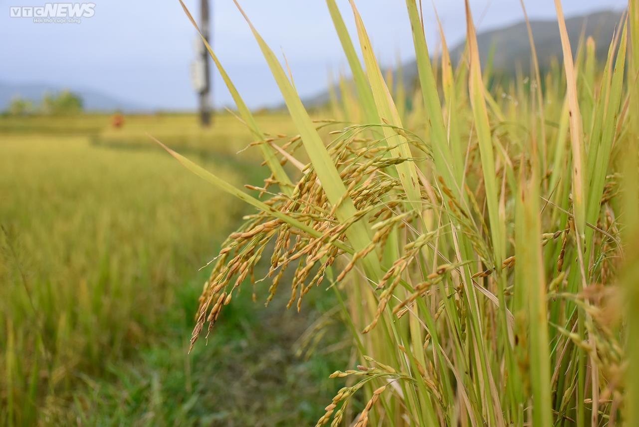 Ngắm cánh đồng lúa chín vàng tuyệt đẹp trên lưng chừng núi ở Quảng Ninh - 8