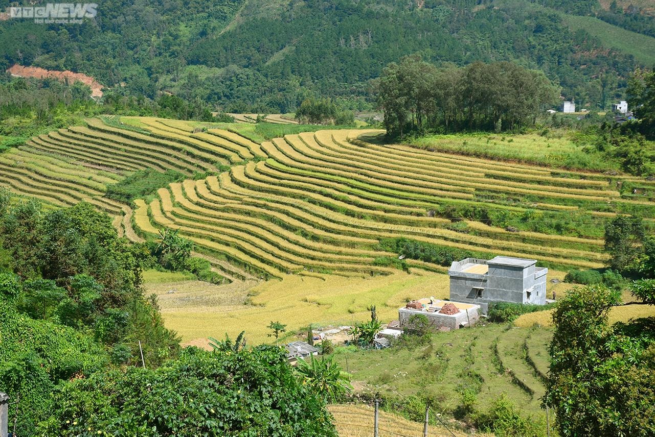 Ngắm cánh đồng lúa chín vàng tuyệt đẹp trên lưng chừng núi ở Quảng Ninh - 1