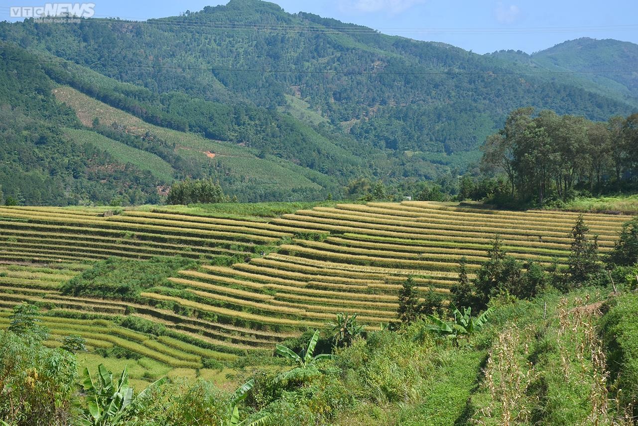 Ngắm cánh đồng lúa chín vàng tuyệt đẹp trên lưng chừng núi ở Quảng Ninh - 2