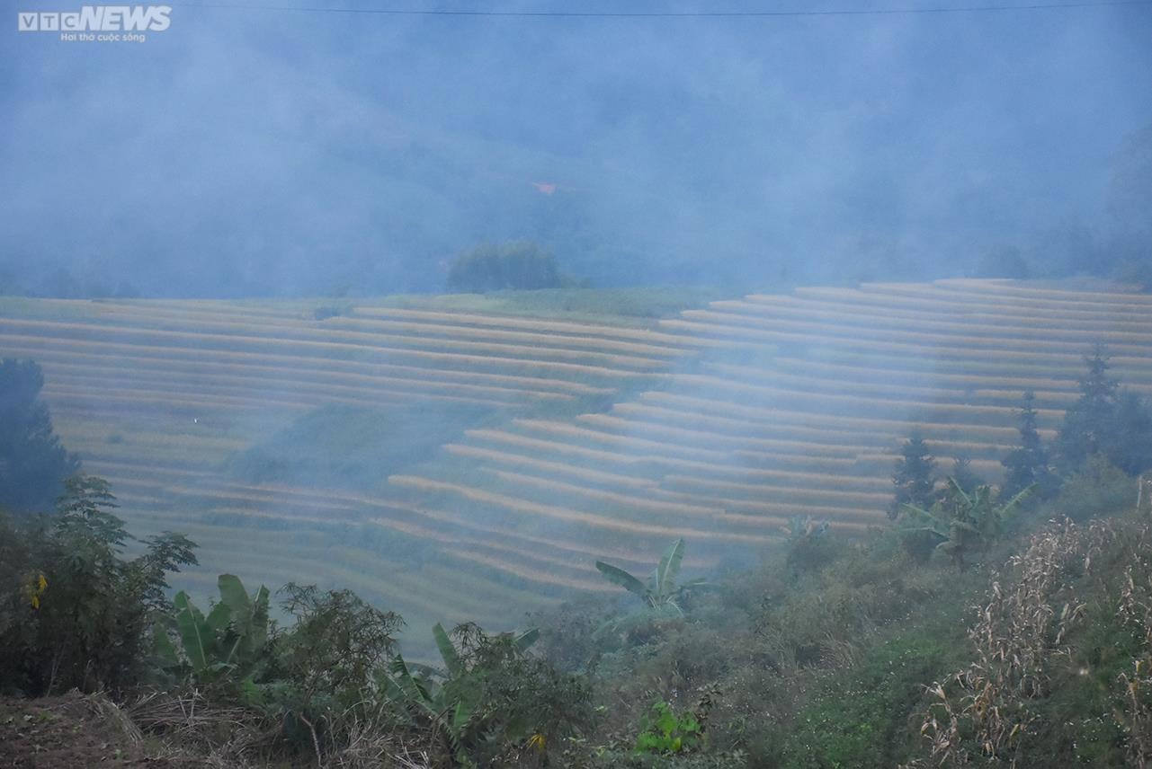 Ngắm cánh đồng lúa chín vàng tuyệt đẹp trên lưng chừng núi ở Quảng Ninh - 5