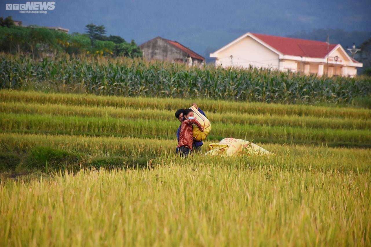 Ngắm cánh đồng lúa chín vàng tuyệt đẹp trên lưng chừng núi ở Quảng Ninh - 9