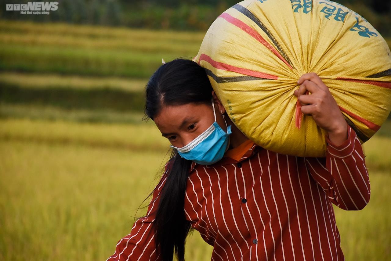 Ngắm cánh đồng lúa chín vàng tuyệt đẹp trên lưng chừng núi ở Quảng Ninh - 10