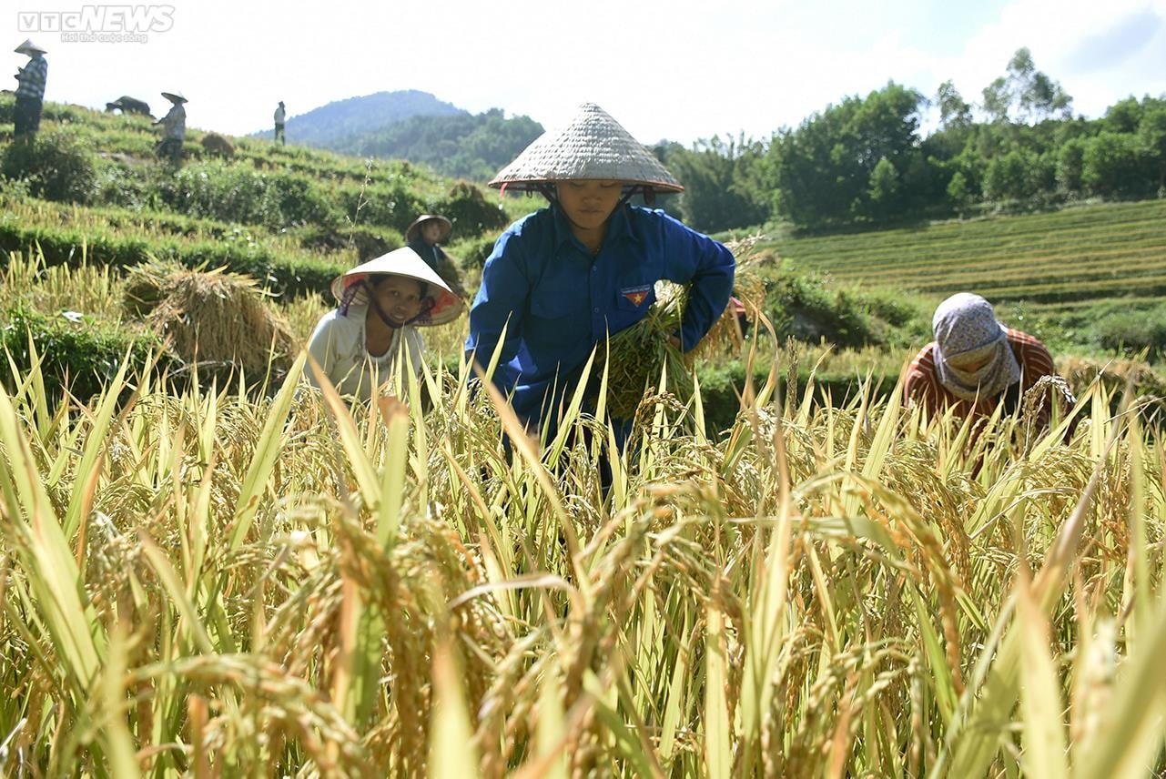 Ngắm cánh đồng lúa chín vàng tuyệt đẹp trên lưng chừng núi ở Quảng Ninh - 7