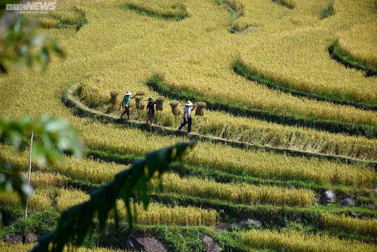 Ngắm cánh đồng lúa chín vàng tuyệt đẹp trên lưng chừng núi ở Quảng Ninh - 6