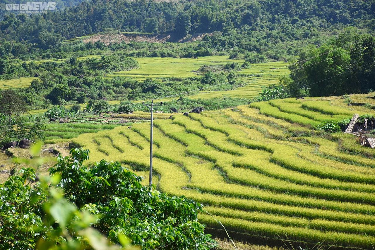 Ngắm cánh đồng lúa chín vàng tuyệt đẹp trên lưng chừng núi ở Quảng Ninh - 13