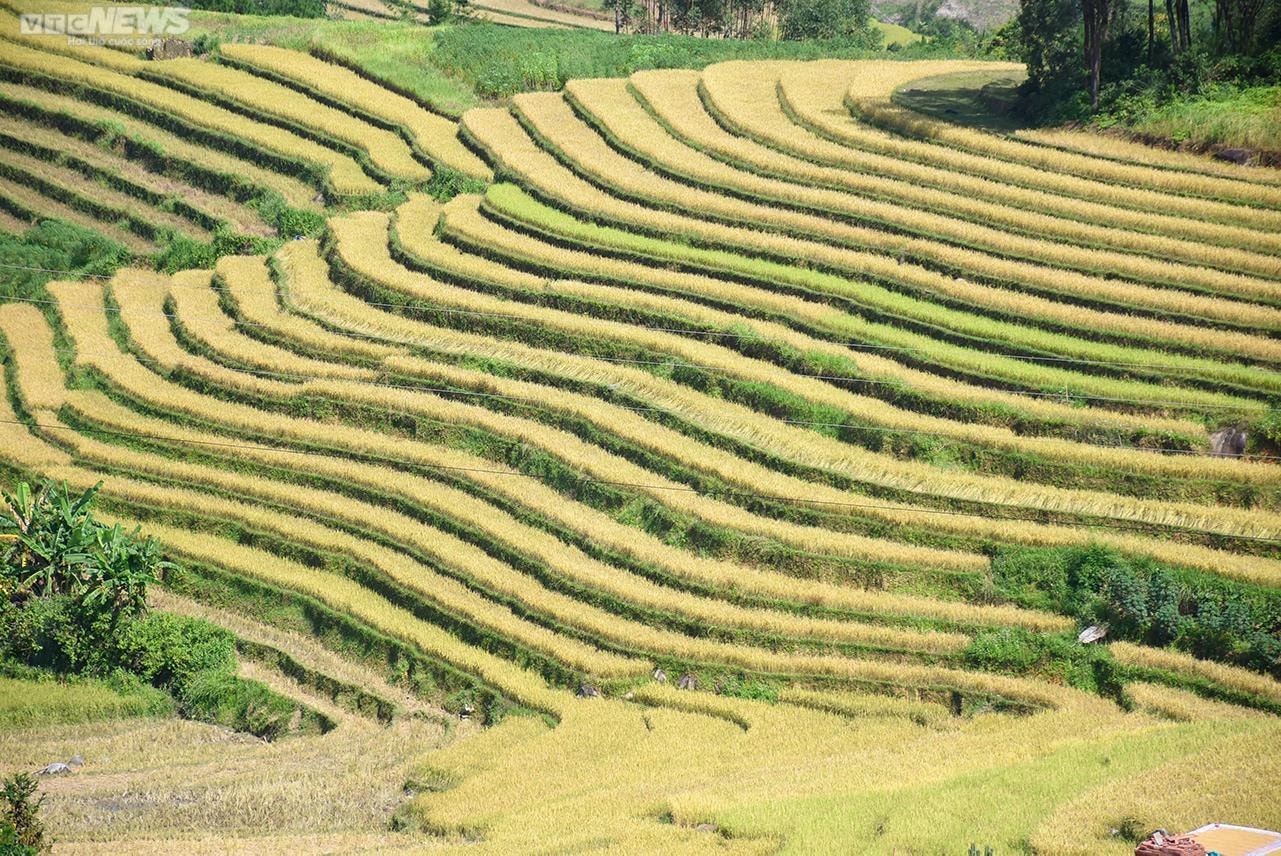 Ngắm cánh đồng lúa chín vàng tuyệt đẹp trên lưng chừng núi ở Quảng Ninh - 3