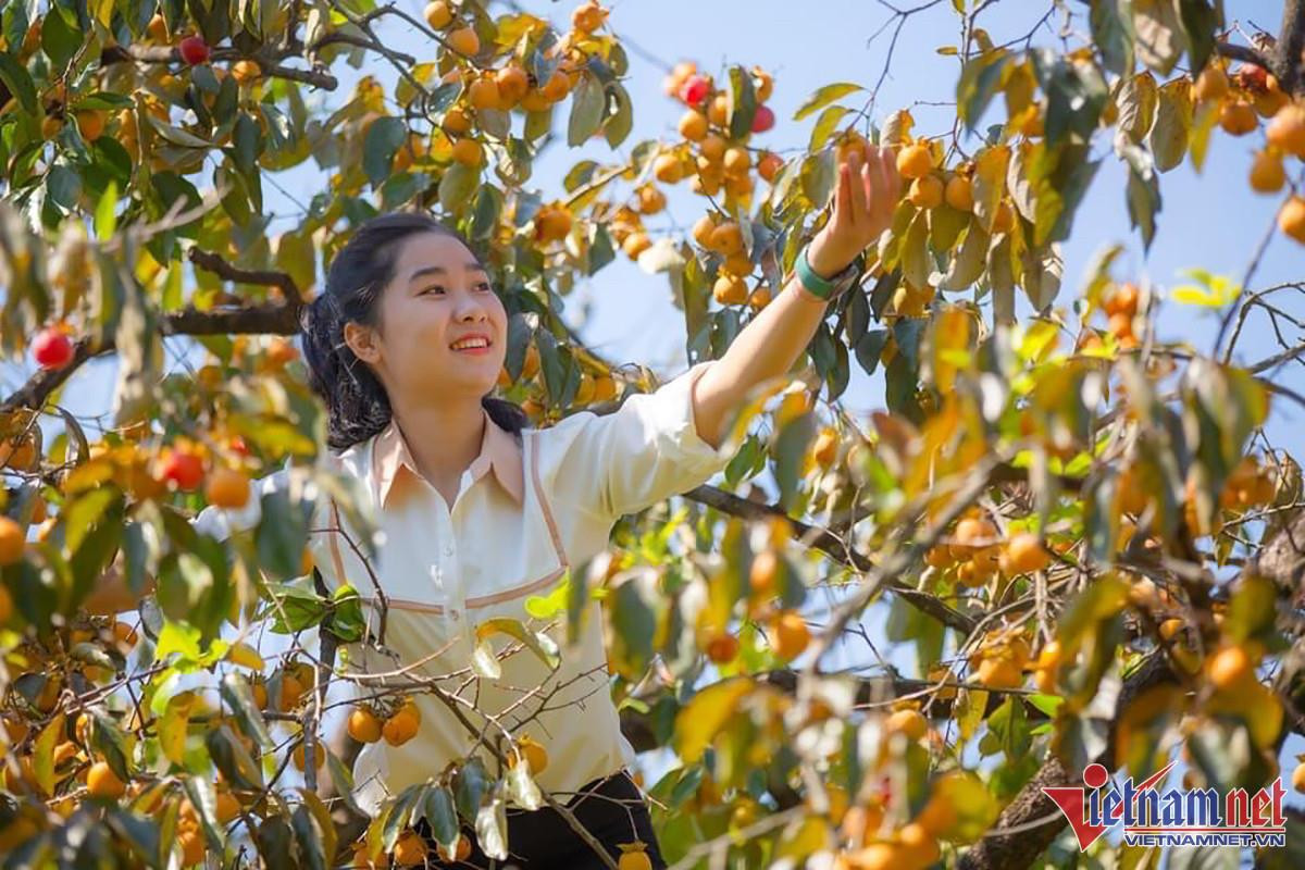 Vườn hồng trăm tuổi trĩu quả, cho thu nhập cao ở Nghệ An - 3