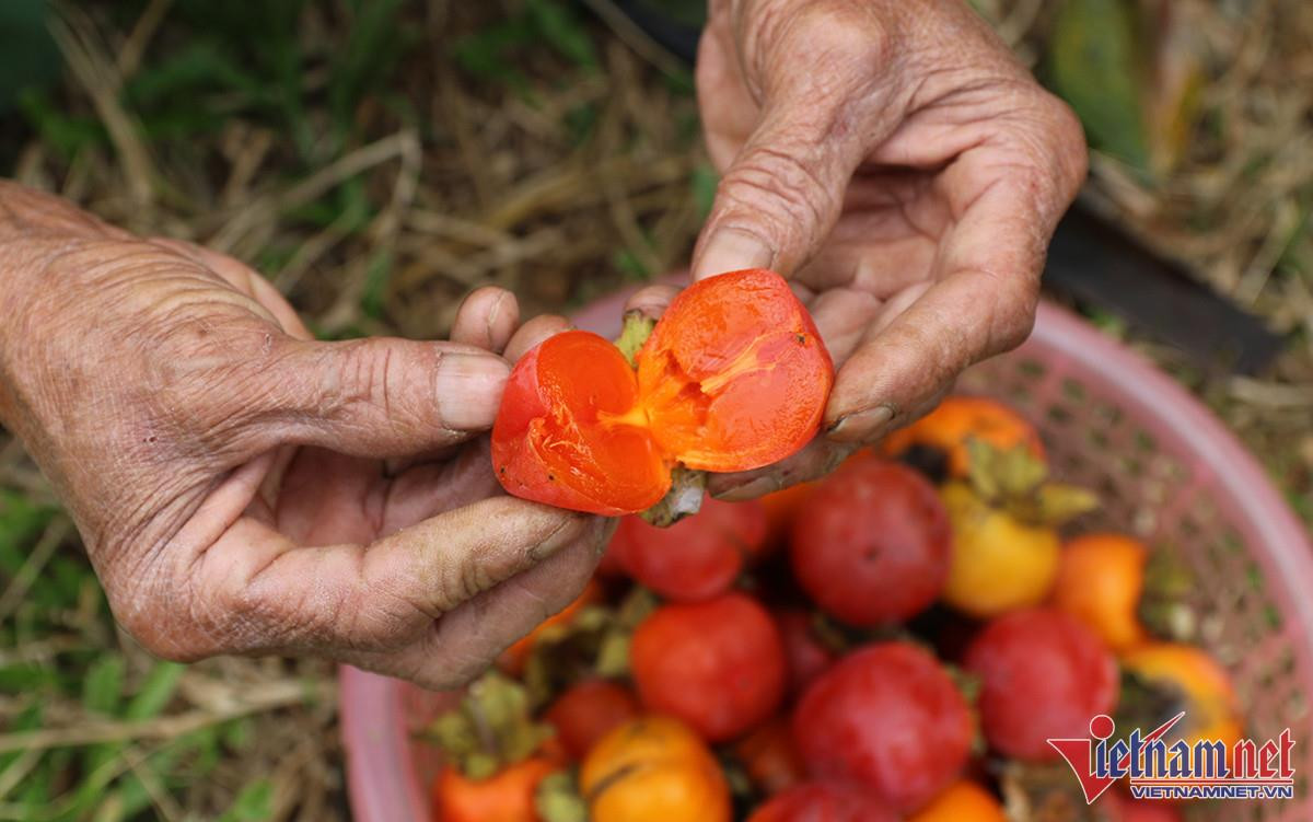 Vườn hồng trăm tuổi trĩu quả, cho thu nhập cao ở Nghệ An - 6