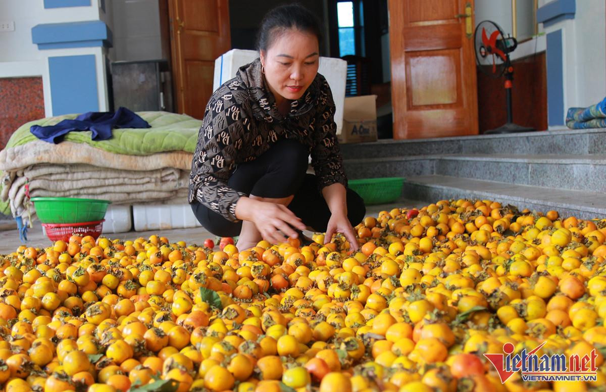 Vườn hồng trăm tuổi trĩu quả, cho thu nhập cao ở Nghệ An - 7