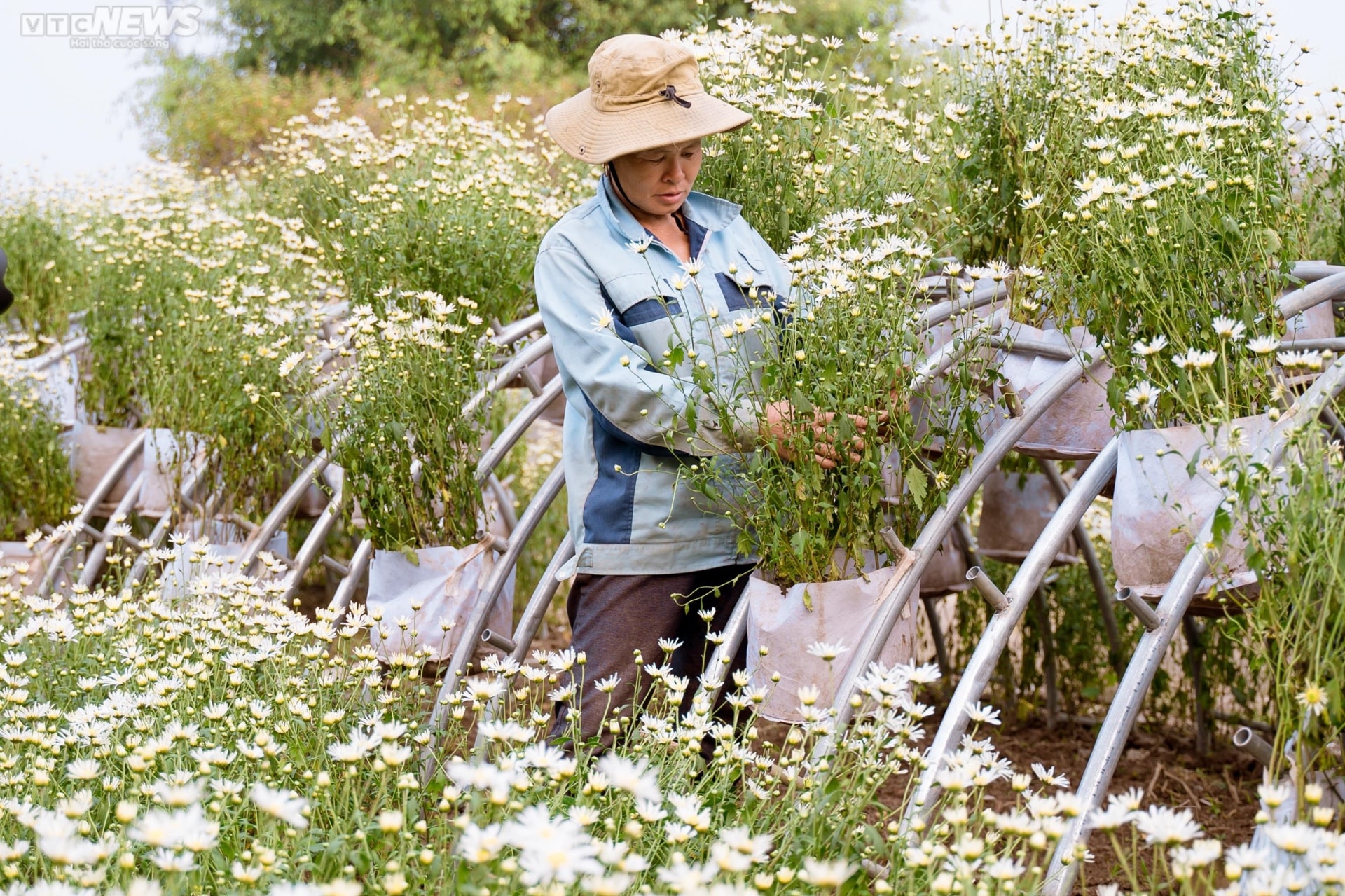 Ảnh: Thiếu nữ Hà thành khoe dáng bên cánh đồng cúc họa mi nở rộ - 9