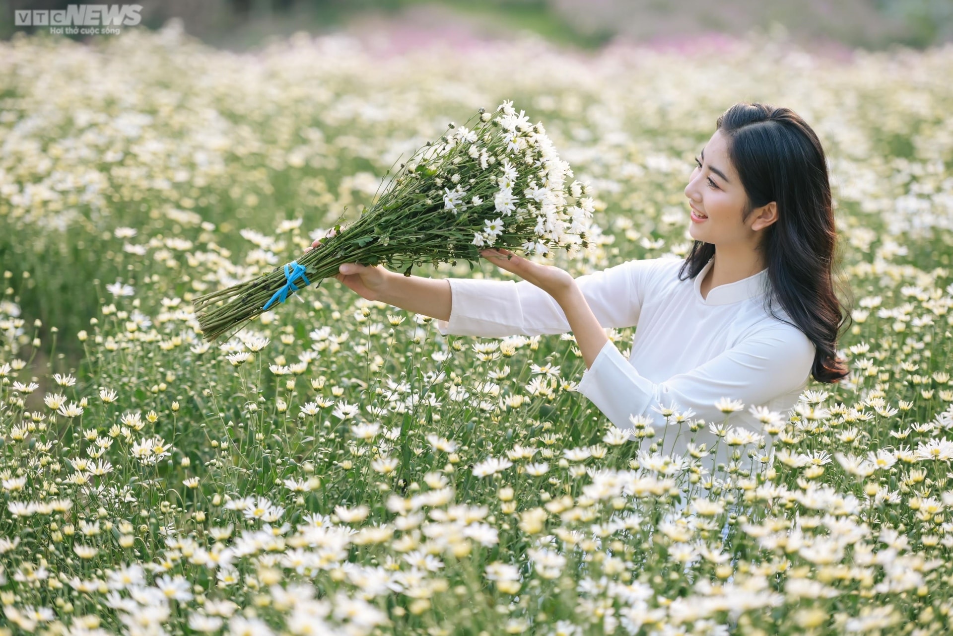 Ảnh: Thiếu nữ Hà thành khoe dáng bên cánh đồng cúc họa mi nở rộ - 14