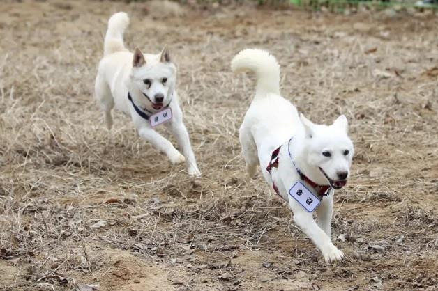 Số phận đôi cún là biểu tượng của hòa bình và hợp tác trên bán đảo Triều Tiên - 1