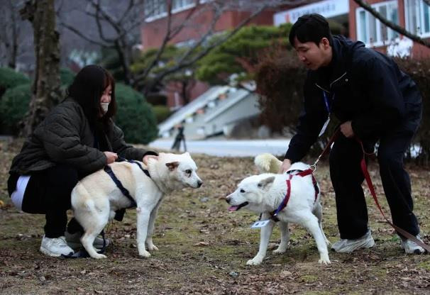 Số phận đôi cún là biểu tượng của hòa bình và hợp tác trên bán đảo Triều Tiên - 2