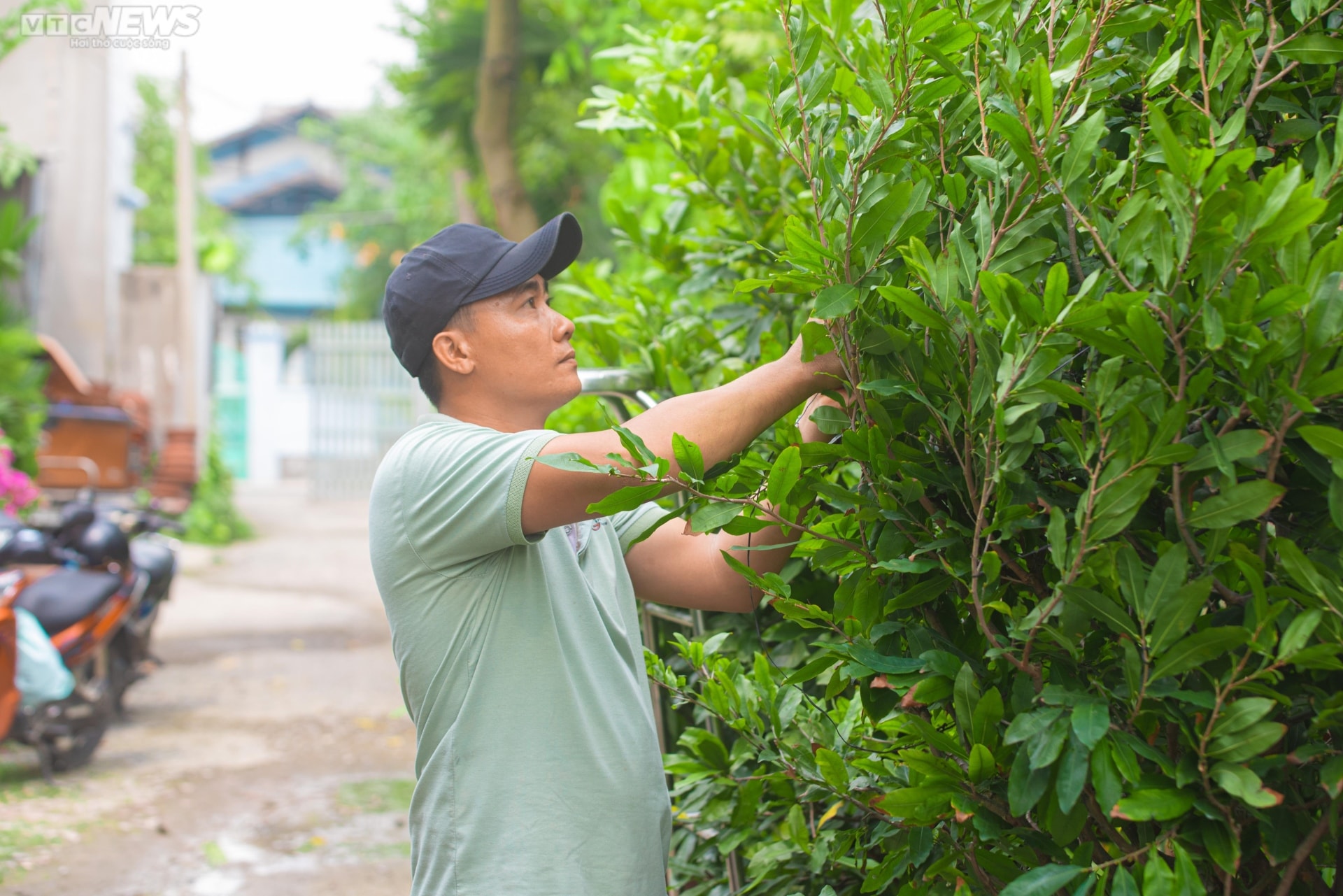 Làng trồng mai ở TP.HCM tất bật chuẩn bị vào vụ Tết - 2