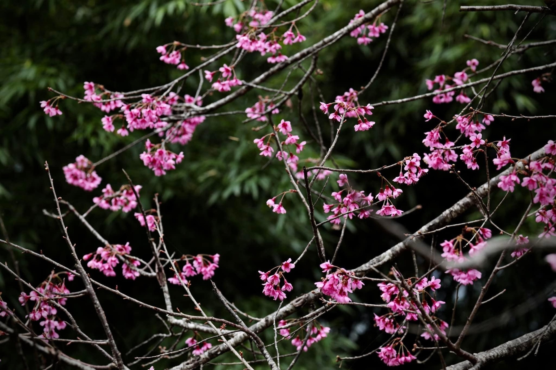 Chiêm ngưỡng sắc hoa tớ dày nhuộm hồng núi rừng Mù Cang Chải - 5