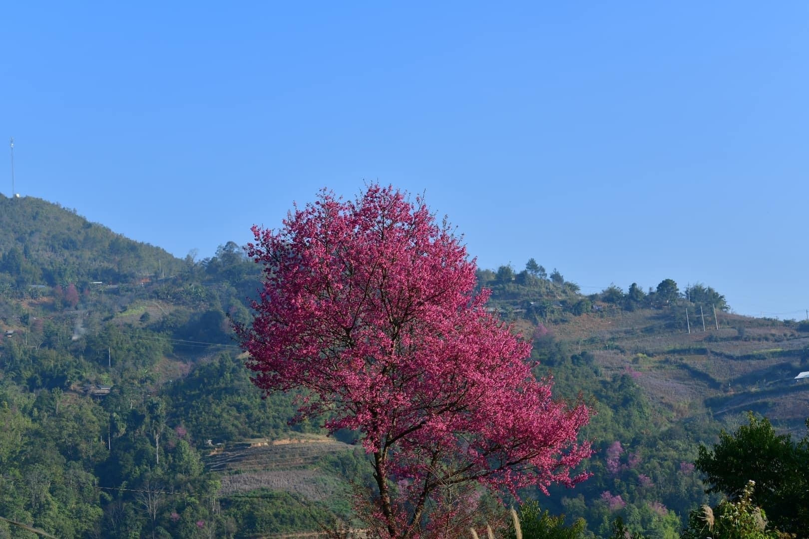 Chiêm ngưỡng sắc hoa tớ dày nhuộm hồng núi rừng Mù Cang Chải - 7