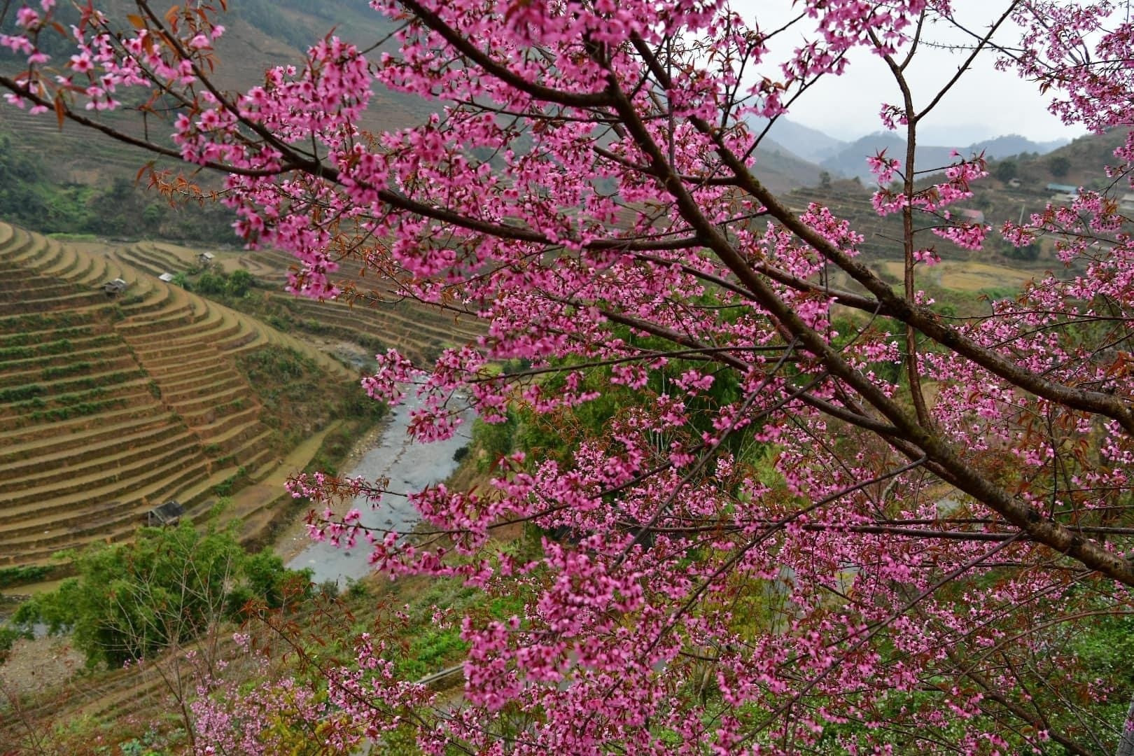 Chiêm ngưỡng sắc hoa tớ dày nhuộm hồng núi rừng Mù Cang Chải - 11
