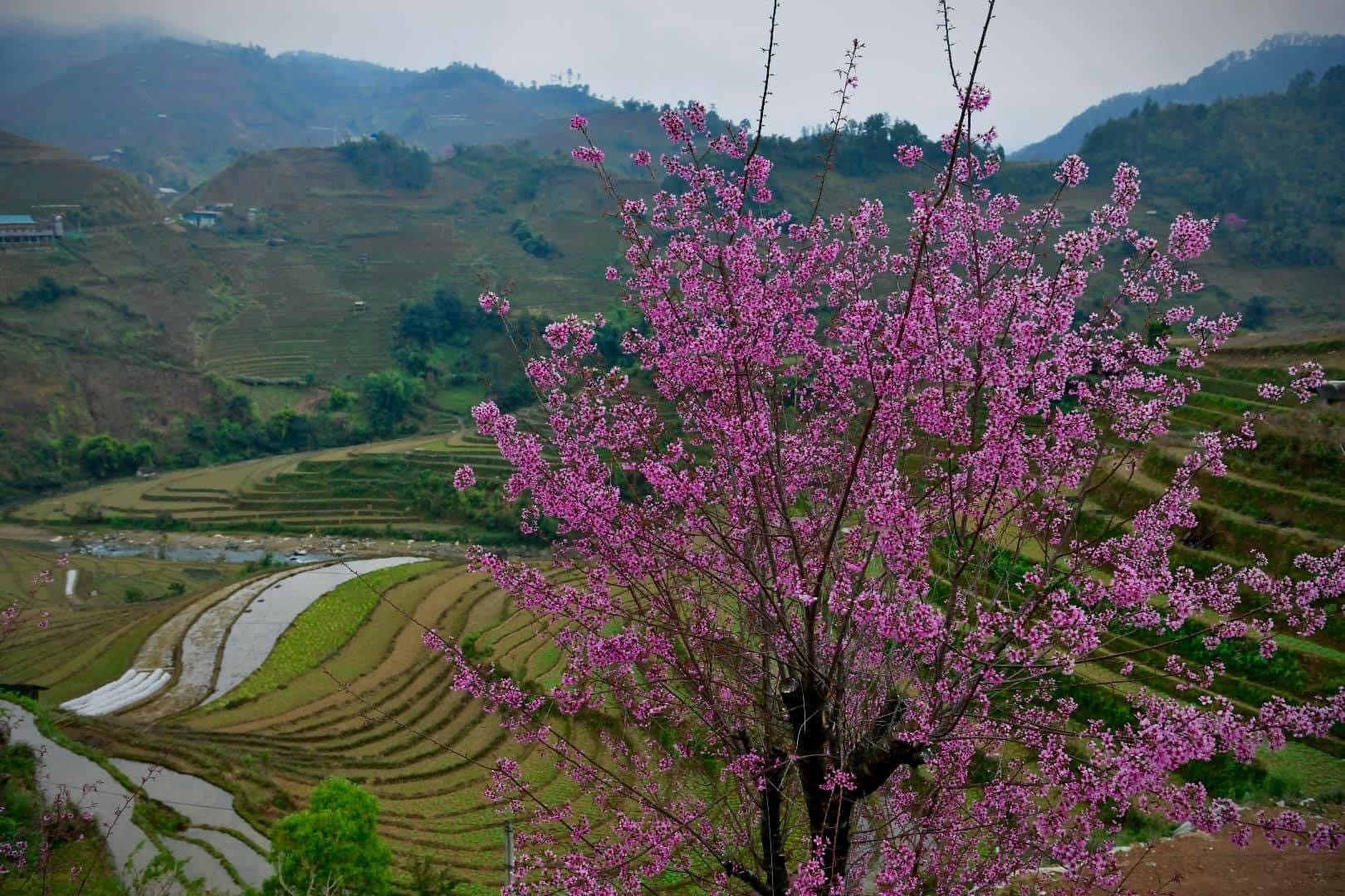 Chiêm ngưỡng sắc hoa tớ dày nhuộm hồng núi rừng Mù Cang Chải - 12