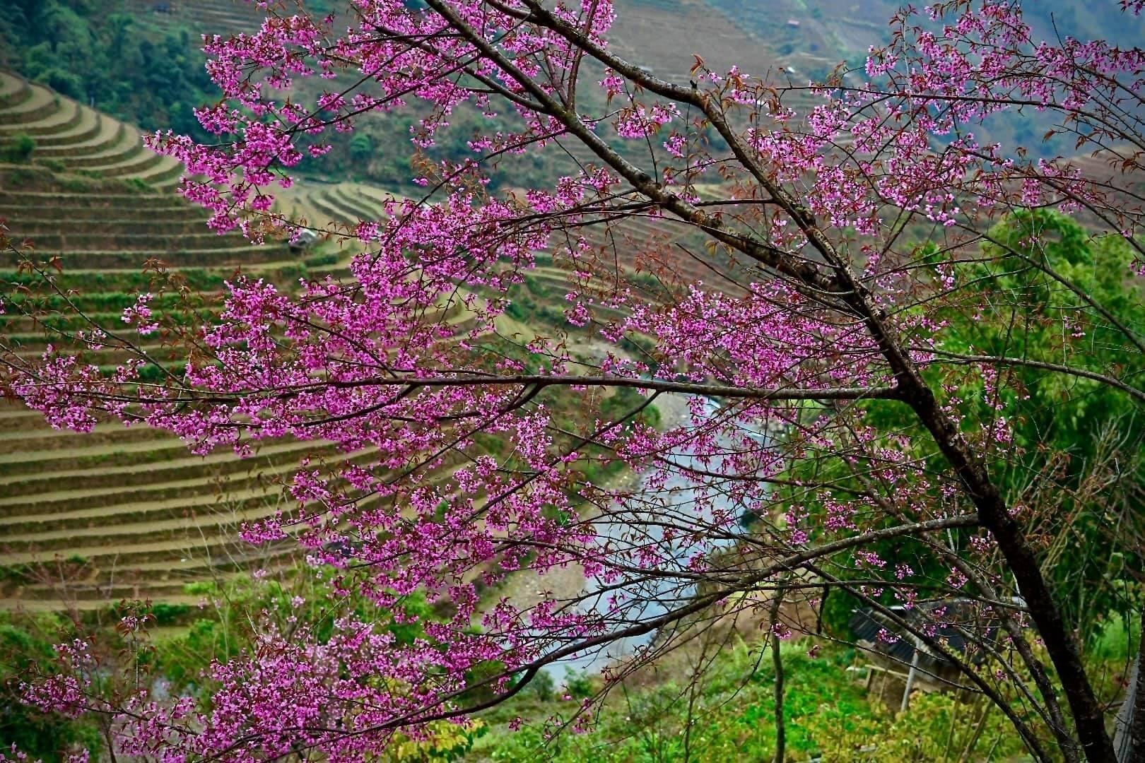 Chiêm ngưỡng sắc hoa tớ dày nhuộm hồng núi rừng Mù Cang Chải - 2