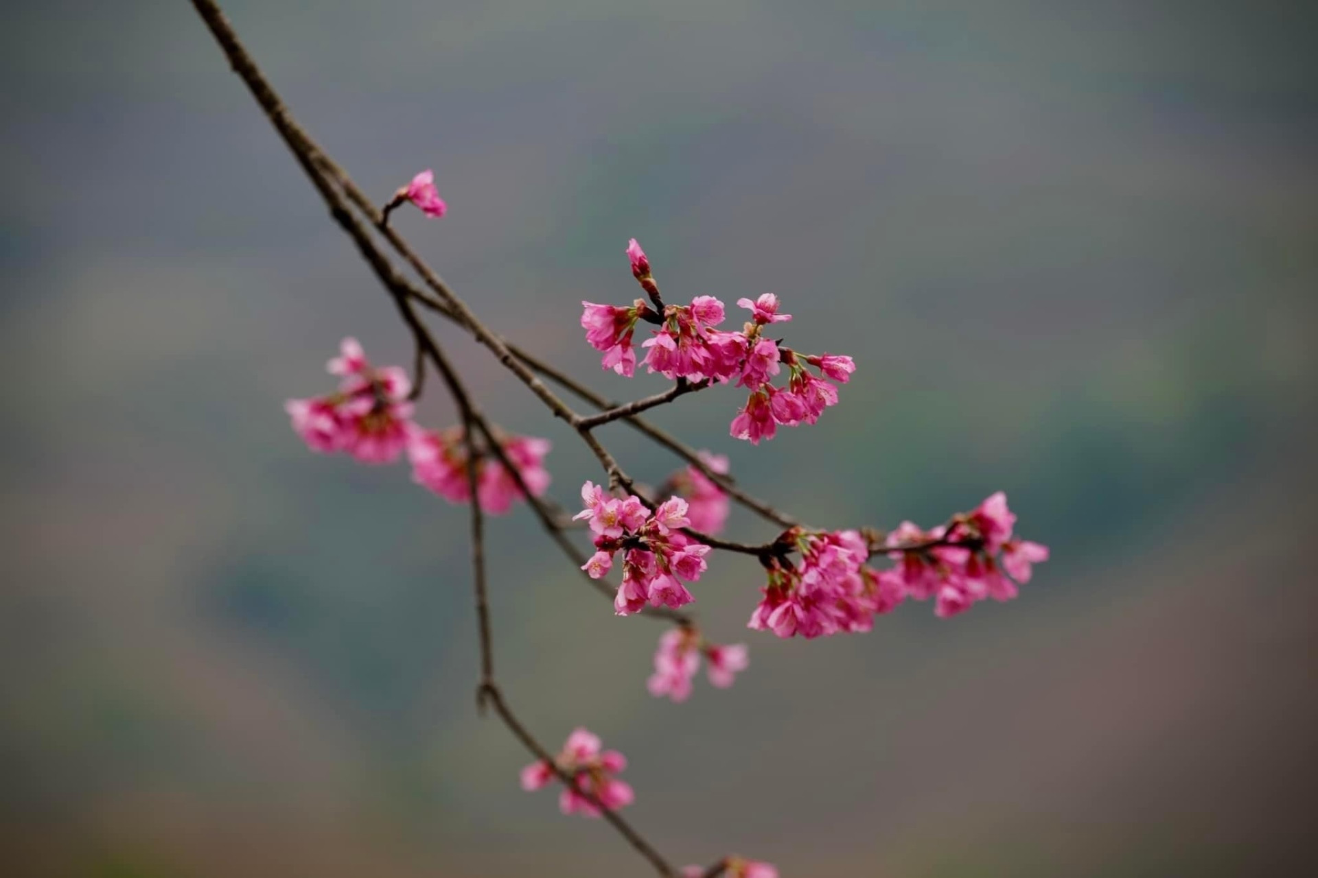 Chiêm ngưỡng sắc hoa tớ dày nhuộm hồng núi rừng Mù Cang Chải - 4