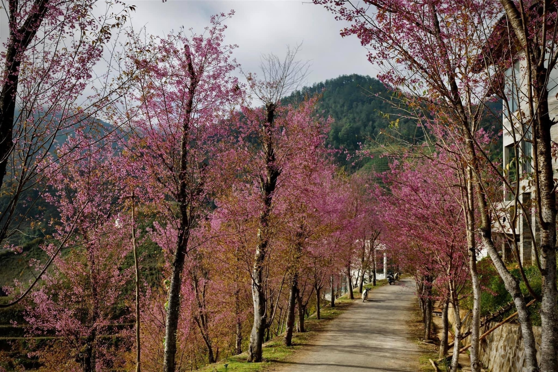 Chiêm ngưỡng sắc hoa tớ dày nhuộm hồng núi rừng Mù Cang Chải - 6