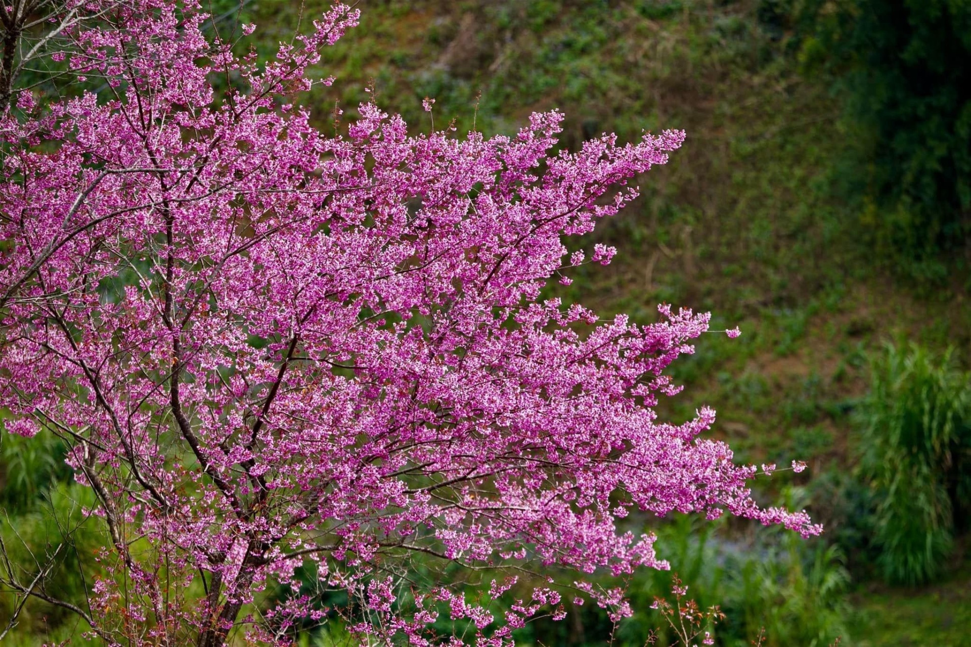 Chiêm ngưỡng sắc hoa tớ dày nhuộm hồng núi rừng Mù Cang Chải - 8