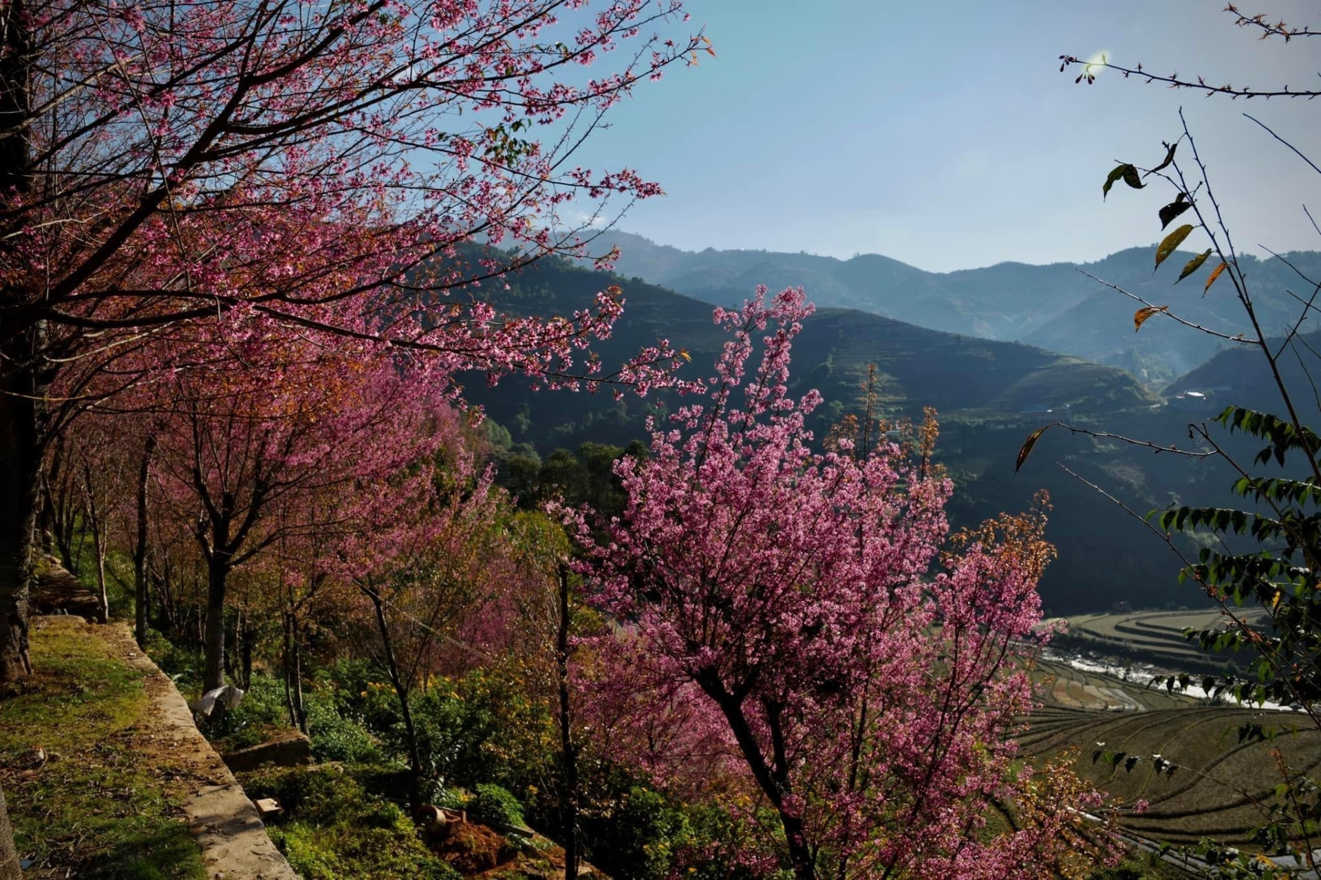 Chiêm ngưỡng sắc hoa tớ dày nhuộm hồng núi rừng Mù Cang Chải - 3