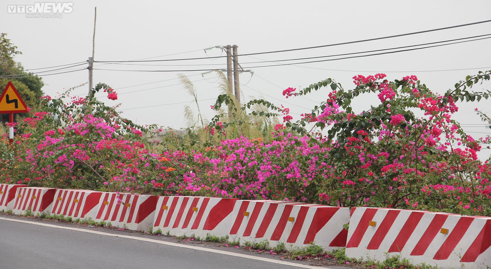 Chiêm ngưỡng con đường hoa giấy thơ mộng xuyên đảo Cát Bà - 2
