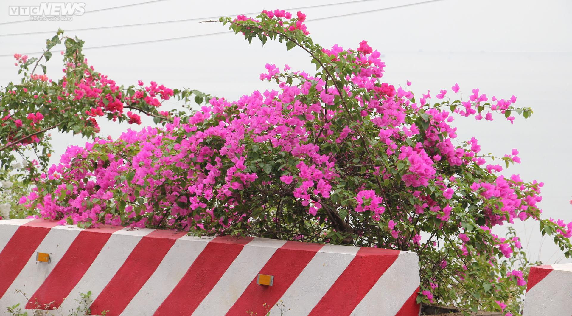 Chiêm ngưỡng con đường hoa giấy thơ mộng xuyên đảo Cát Bà - 3
