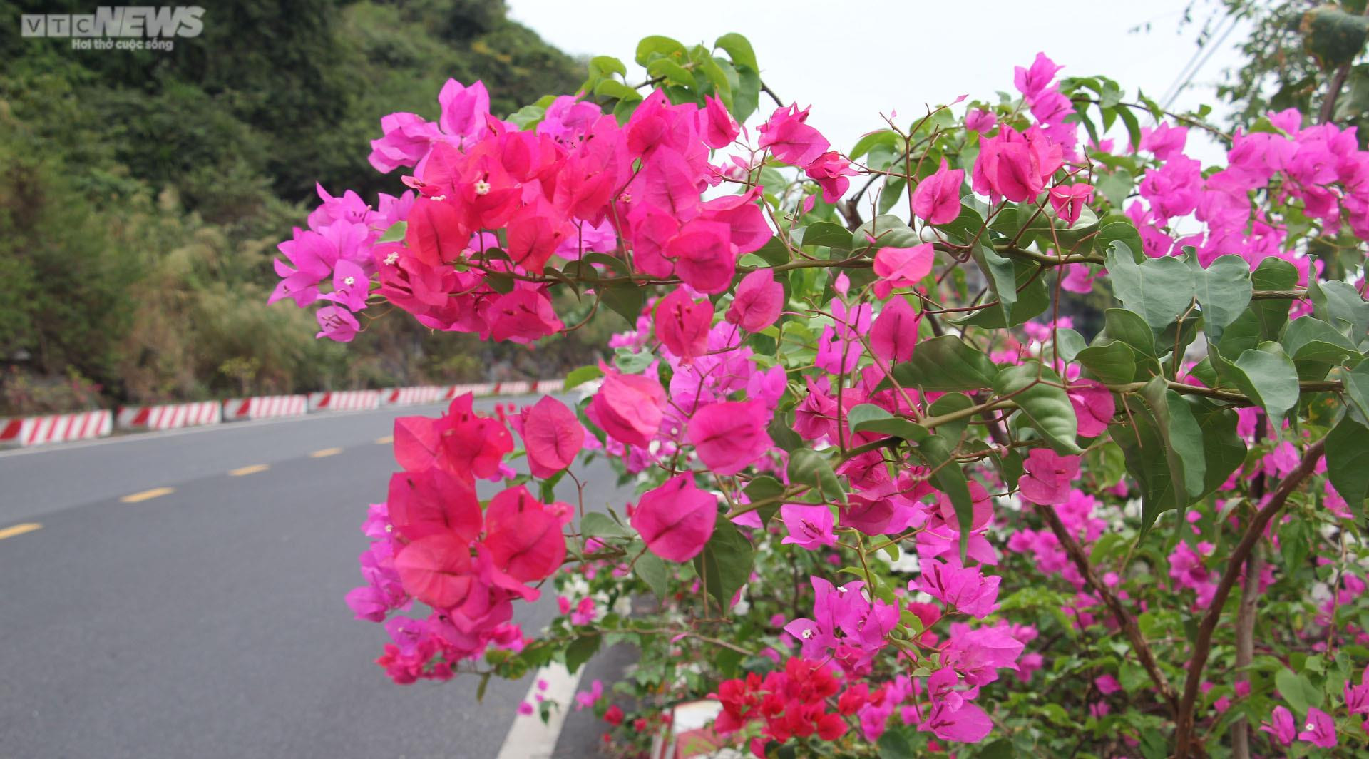 Chiêm ngưỡng con đường hoa giấy thơ mộng xuyên đảo Cát Bà - 5