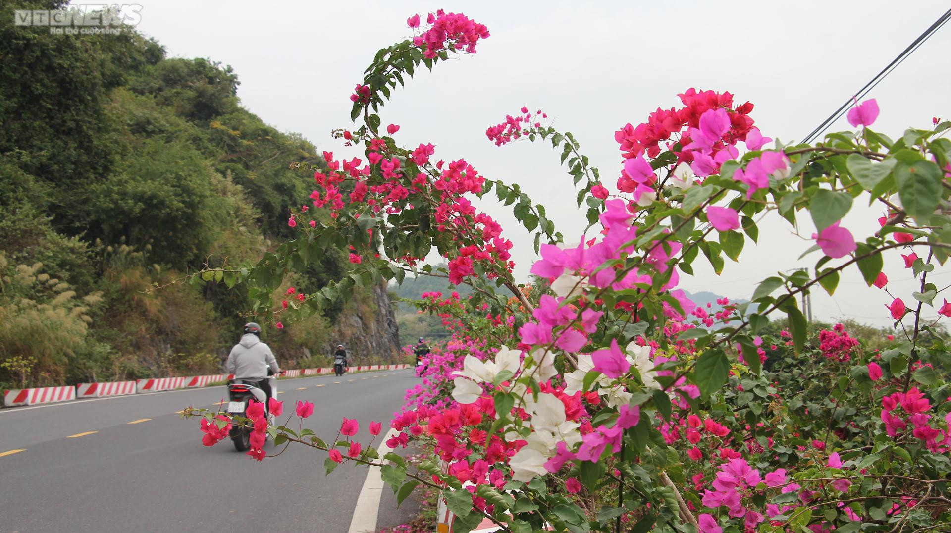 Chiêm ngưỡng con đường hoa giấy thơ mộng xuyên đảo Cát Bà - 6