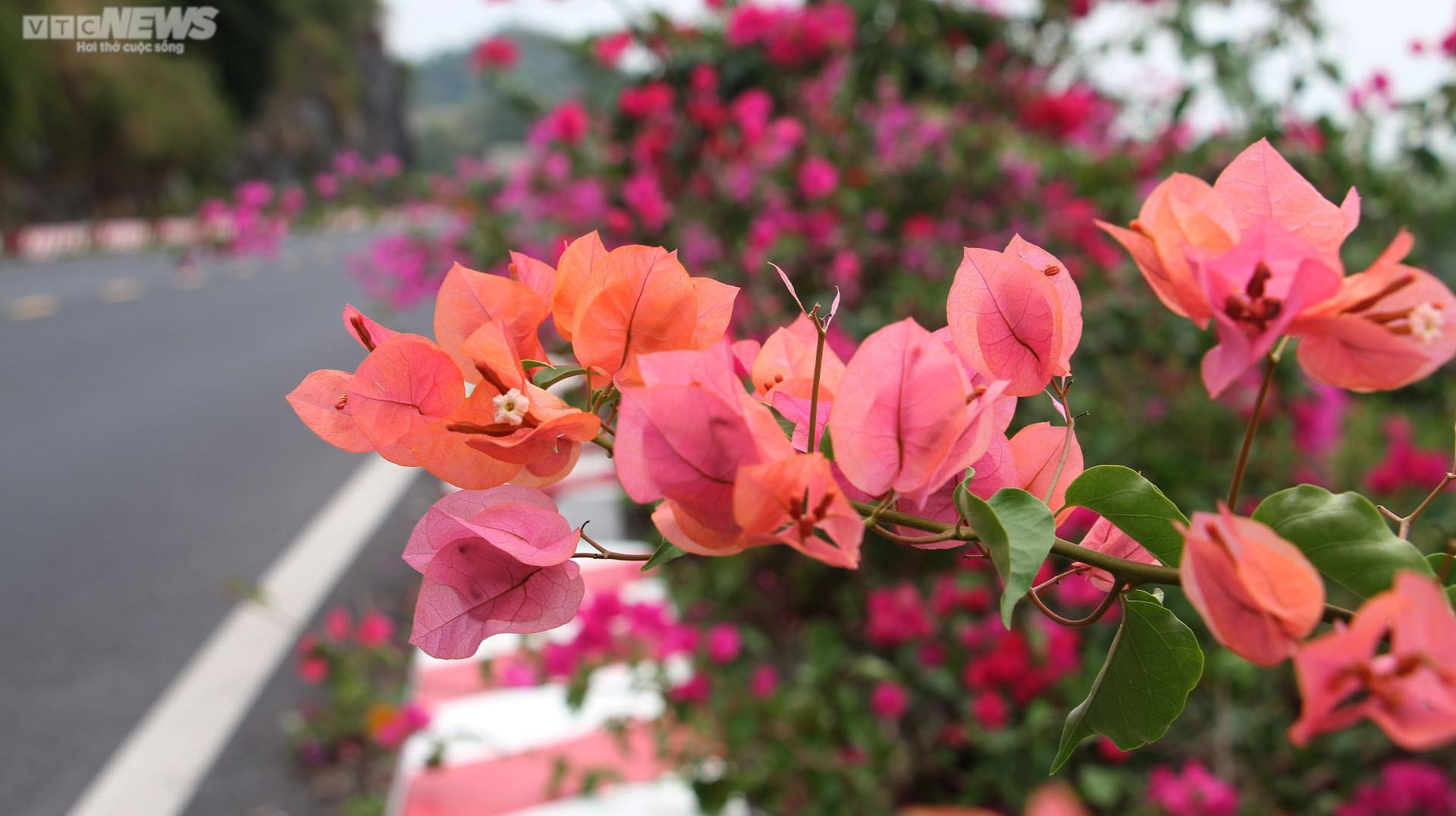 Chiêm ngưỡng con đường hoa giấy thơ mộng xuyên đảo Cát Bà - 7