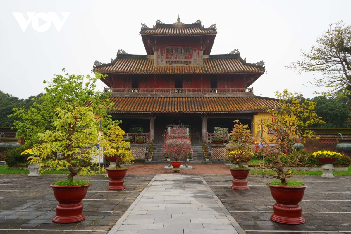 Den hue ngam nhung cay mai tuyet dep o le hoi hoang mai hinh anh 10